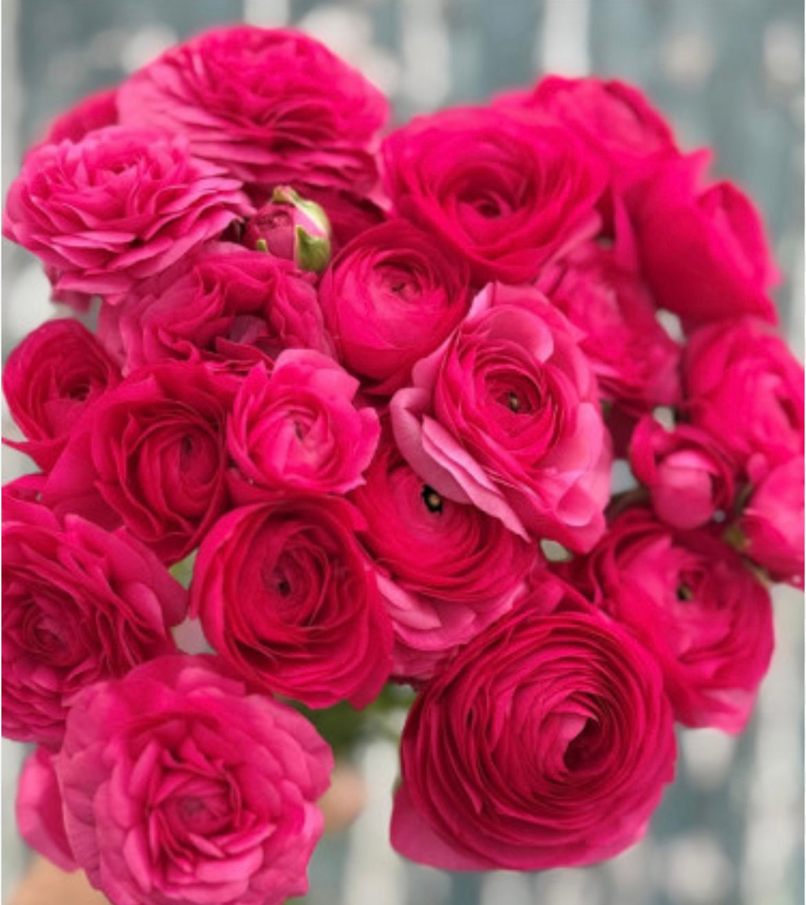 Ranunculus Elegance Hot Pink Ciclamino