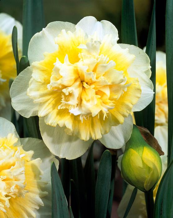 Ice King Daffodil - 10 Bulbs