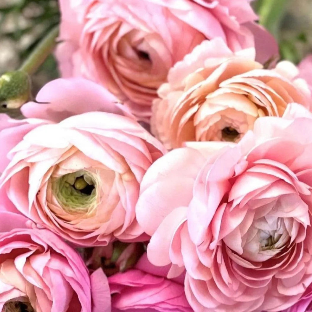 Ranunculus Elegance La Dolce Vita mix