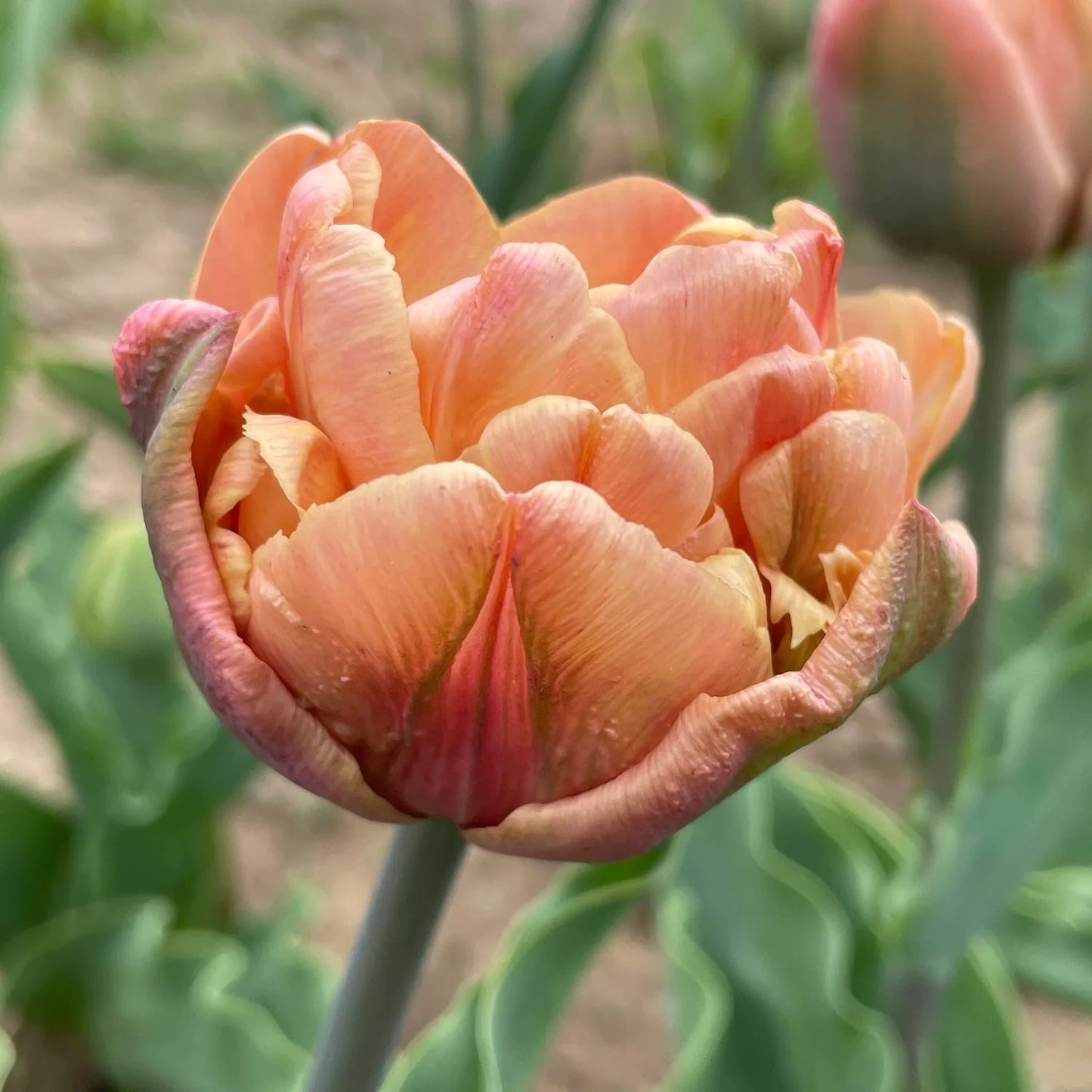 La Belle Epoque Tulip - 10 bulbs