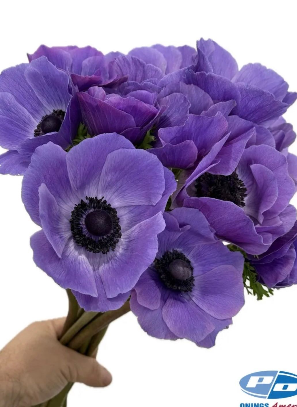 Anemone Mistral Plus Blue
