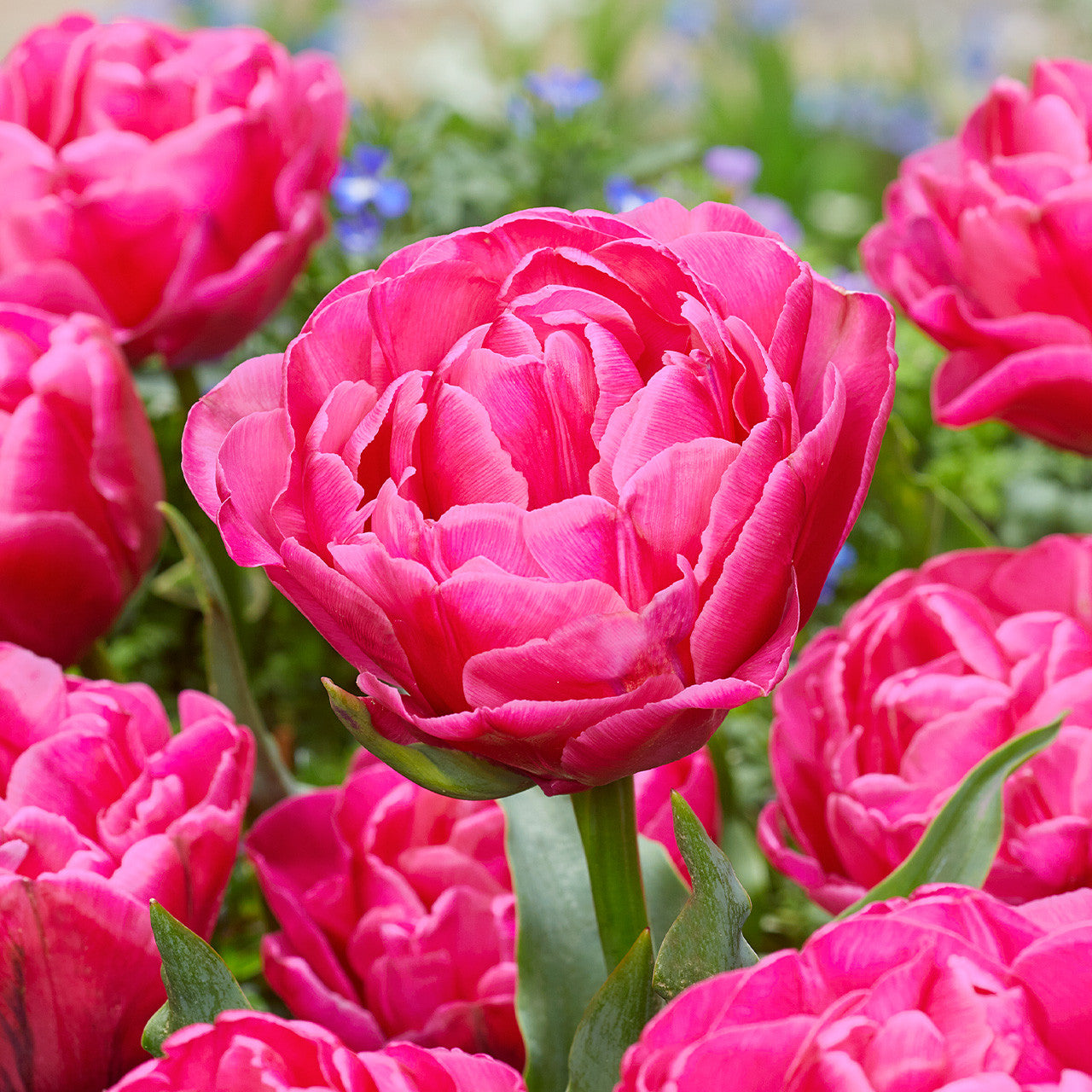 Sunset Tropical Tulip - 10 Bulbs