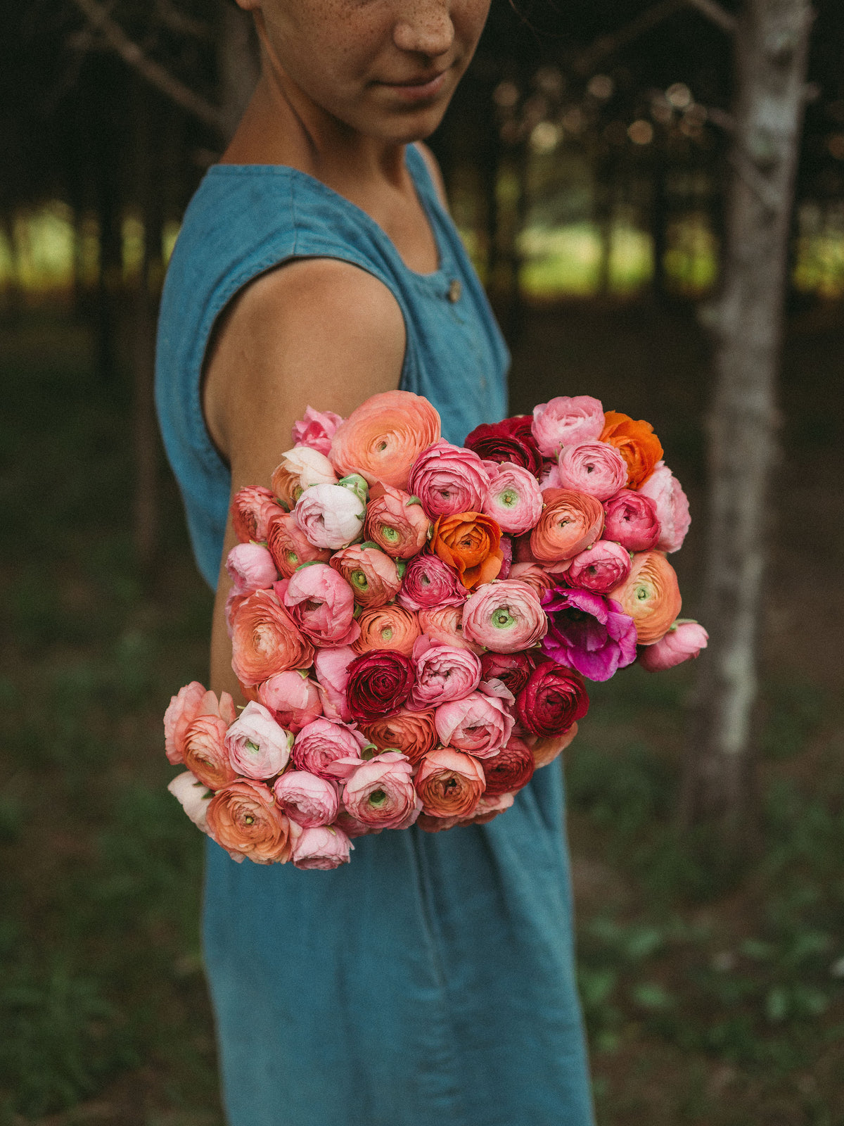 Ranunculus Elegance Dolce Vita