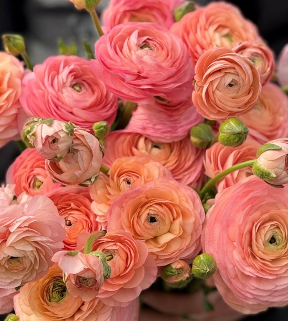 Ranunculus Elegance Salmone