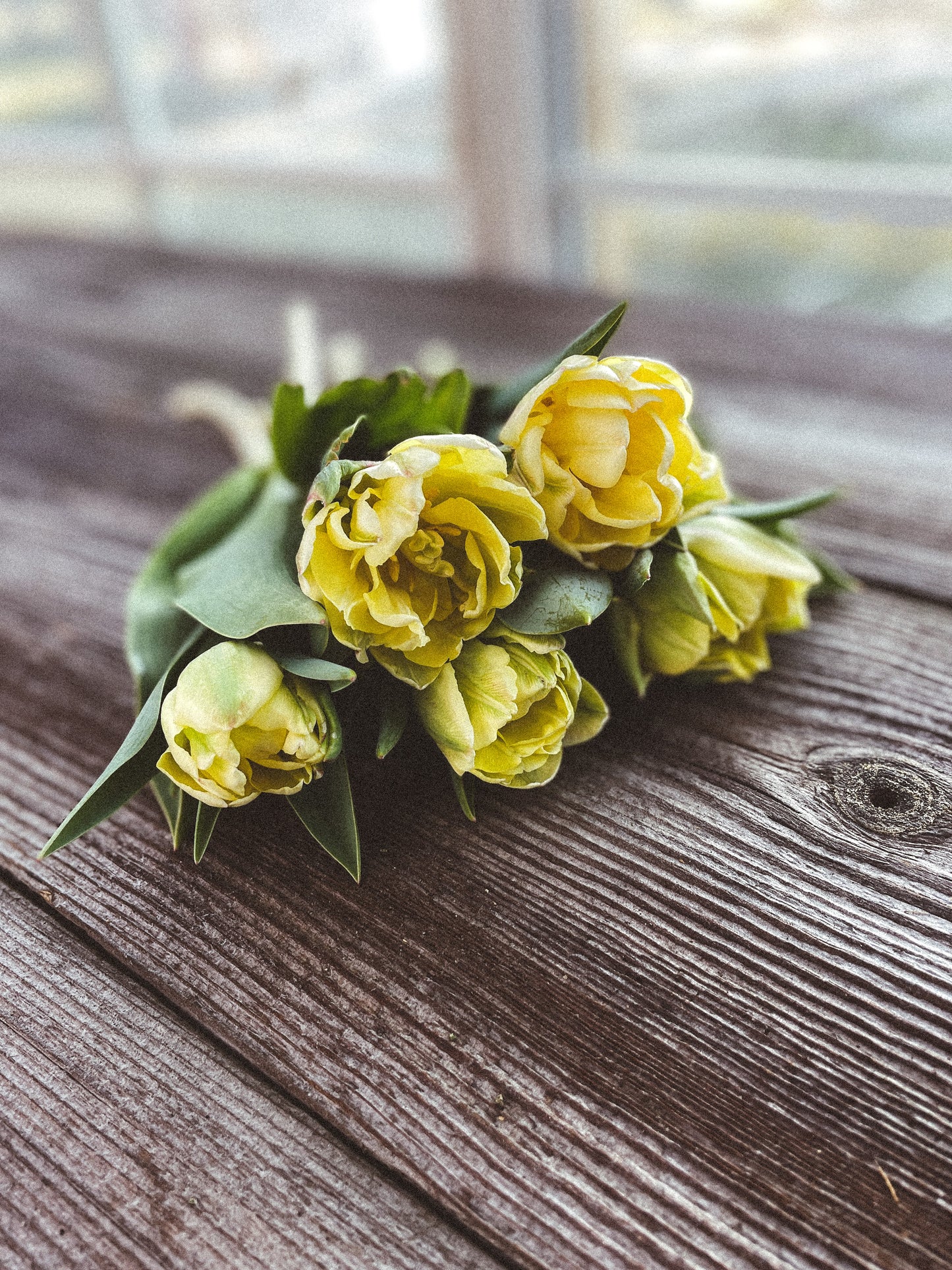 Double Tulip Foxy Foxtrot - 10 Bulbs