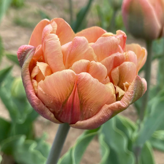 La Belle Epoque Tulip - 10 bulbs