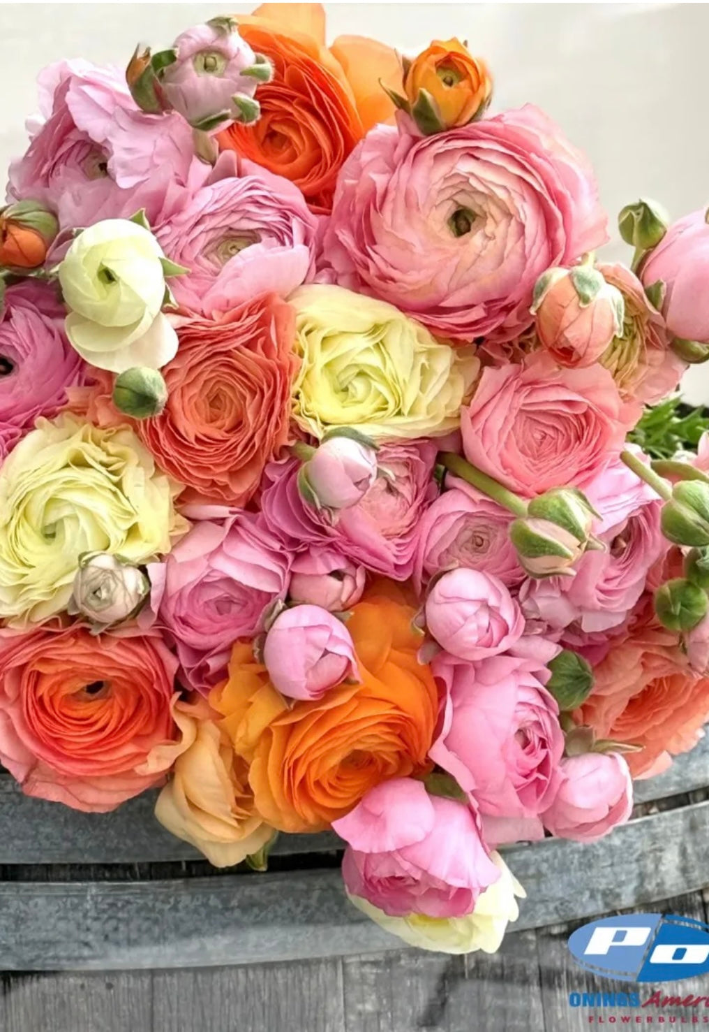 Ranunculus Elegance Dolce Vita