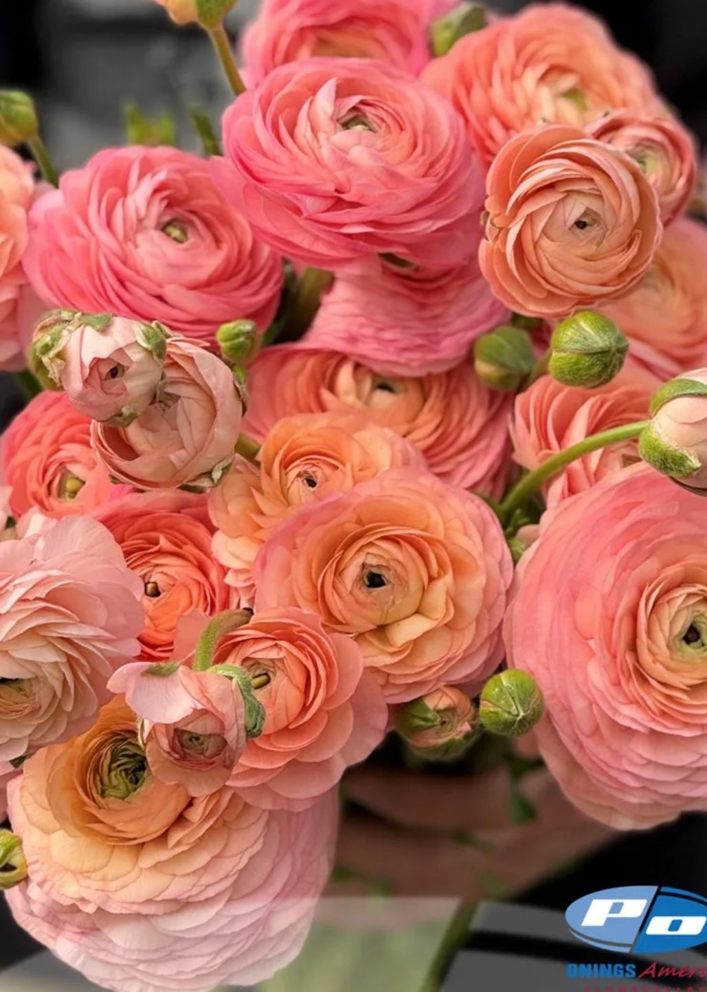 Ranunculus Elegance Salmone