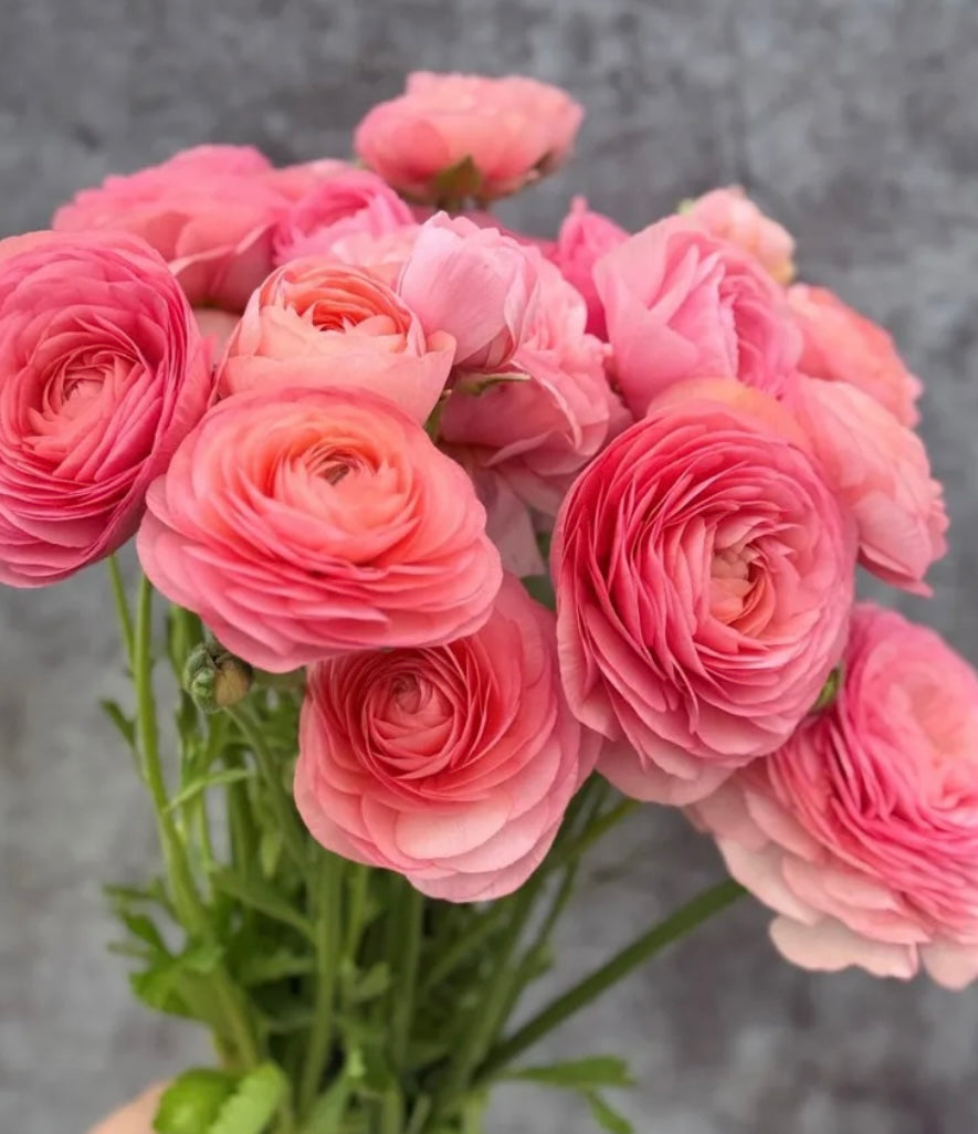 Ranunculus Elegance Salmone