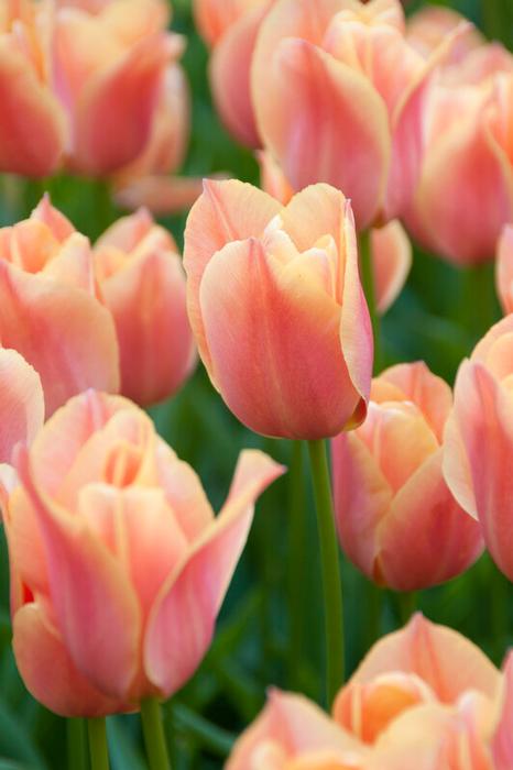 Stunning Apricot Tulip - 10 bulbs