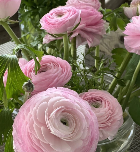 Ranunculus Elegance Rosa Chiaro