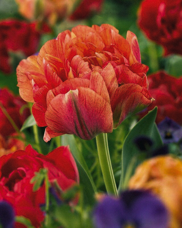 Double Gudoshnik Tulip - 10 Bulbs