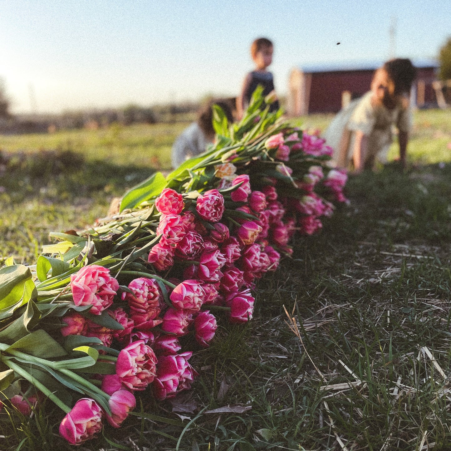 Double Tulip Columbus - 10 Bulbs