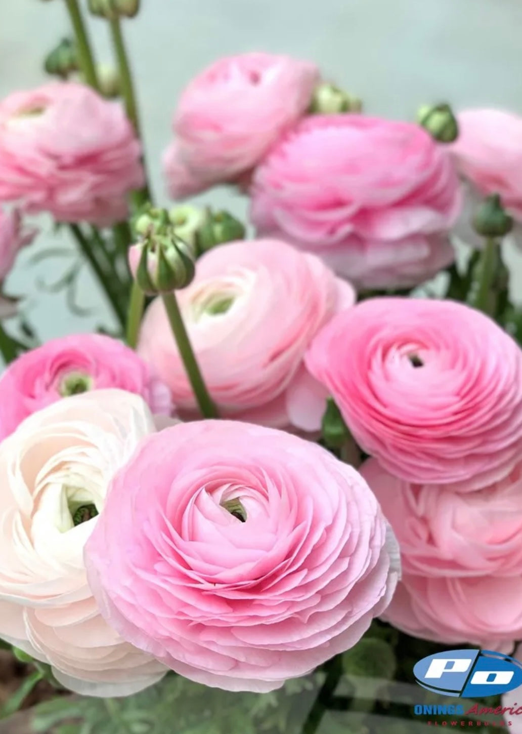 Ranunculus Elegance Rosa Chiaro
