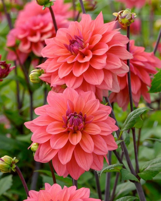 The Dahlia Collective