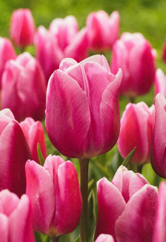 Aafke Tulip - 10 Bulbs