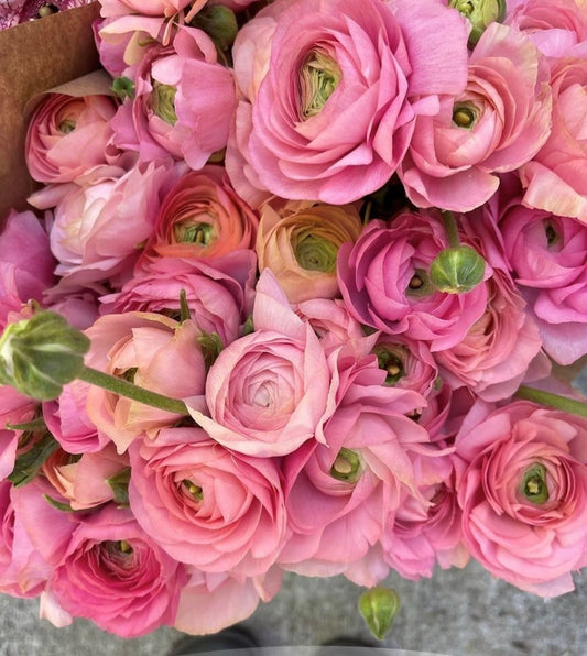 Ranunculus Elegance La Dolce Vita mix