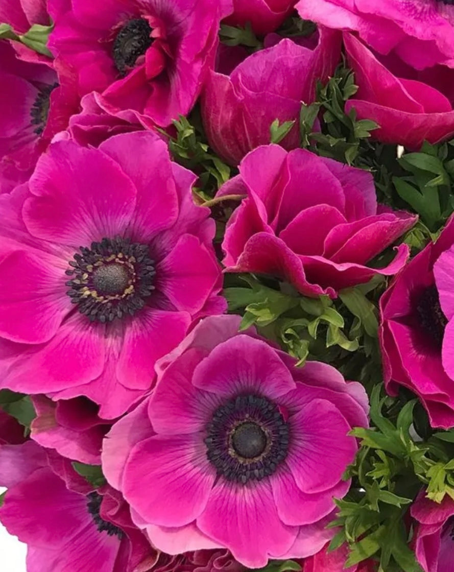 Anemone Fucsia