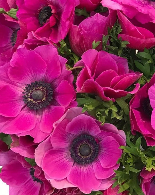 Anemone Fucsia
